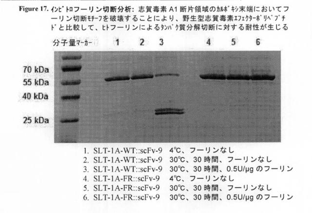 2021020905-脱免疫化された志賀毒素Ａサブユニット足場及びそれを含む細胞標的化分子 図000127