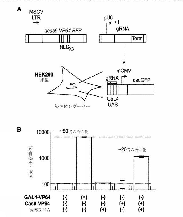 2018138054-ＲＮＡ依存性標的ＤＮＡ修飾およびＲＮＡ依存性転写調節のための方法および組成物 図000128