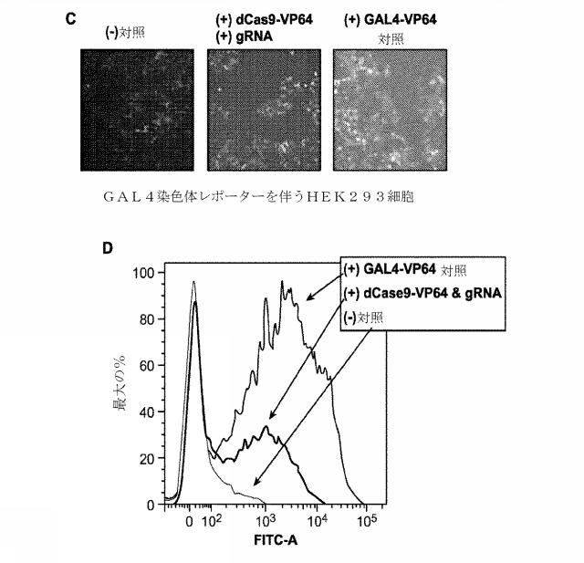 2018138054-ＲＮＡ依存性標的ＤＮＡ修飾およびＲＮＡ依存性転写調節のための方法および組成物 図000129