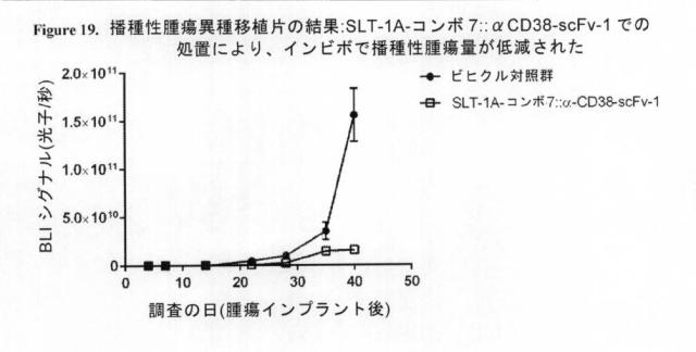 2021020905-脱免疫化された志賀毒素Ａサブユニット足場及びそれを含む細胞標的化分子 図000129