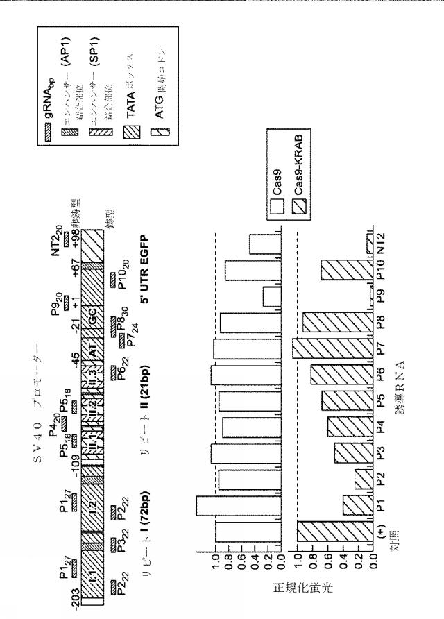 2018138054-ＲＮＡ依存性標的ＤＮＡ修飾およびＲＮＡ依存性転写調節のための方法および組成物 図000130