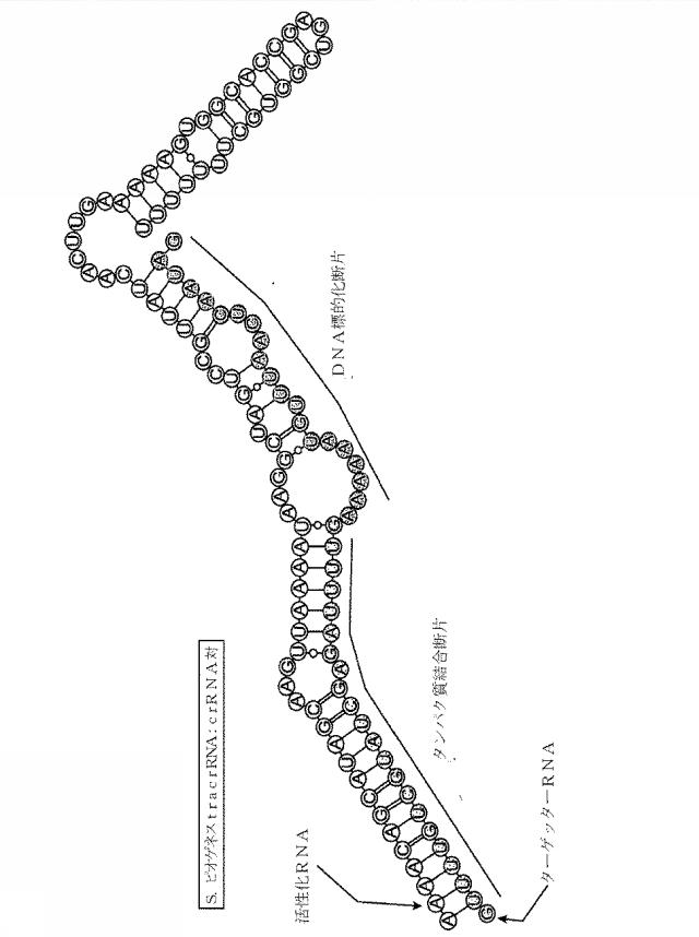 2018138054-ＲＮＡ依存性標的ＤＮＡ修飾およびＲＮＡ依存性転写調節のための方法および組成物 図000132