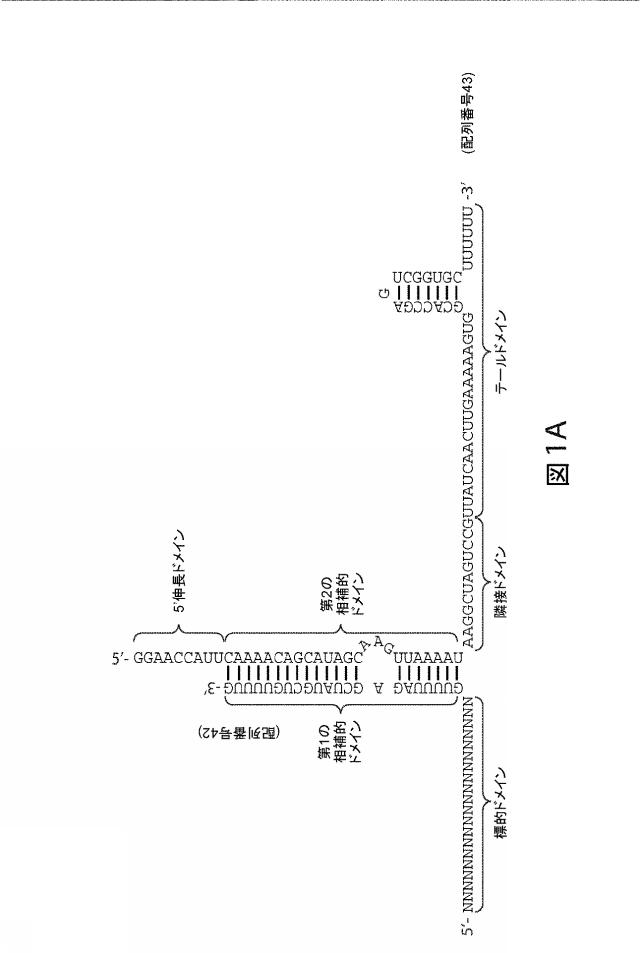 2021192615-ＣＲＩＳＰＲ関連方法および支配ｇＲＮＡのある組成物 図000164