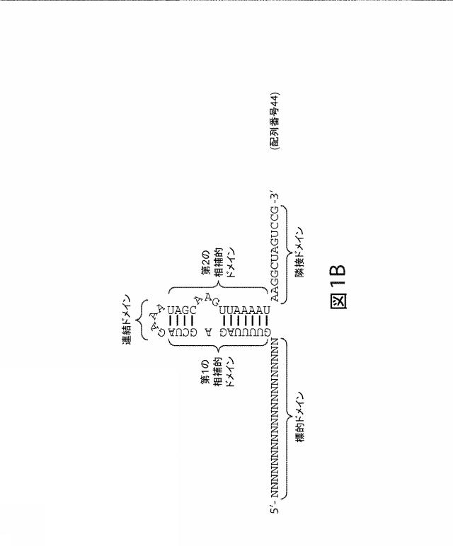 2021192615-ＣＲＩＳＰＲ関連方法および支配ｇＲＮＡのある組成物 図000165