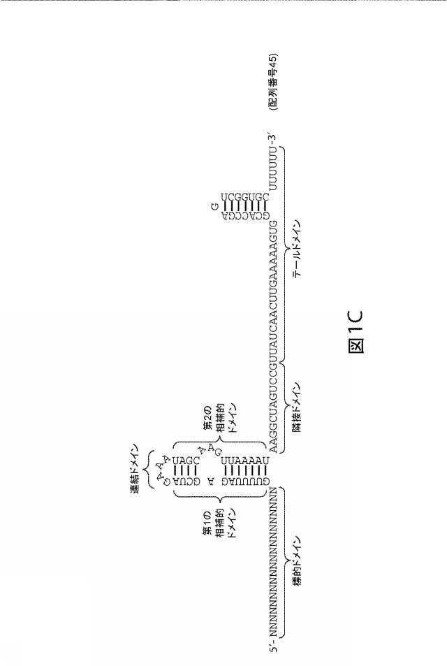 2021192615-ＣＲＩＳＰＲ関連方法および支配ｇＲＮＡのある組成物 図000166