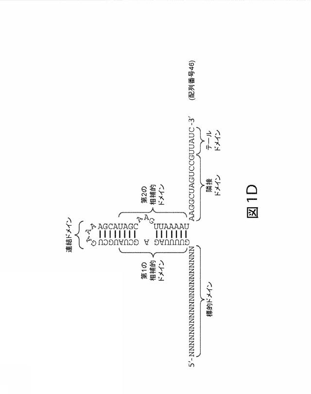 2021192615-ＣＲＩＳＰＲ関連方法および支配ｇＲＮＡのある組成物 図000167