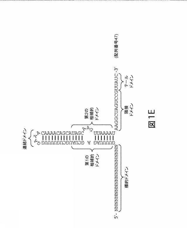 2021192615-ＣＲＩＳＰＲ関連方法および支配ｇＲＮＡのある組成物 図000168