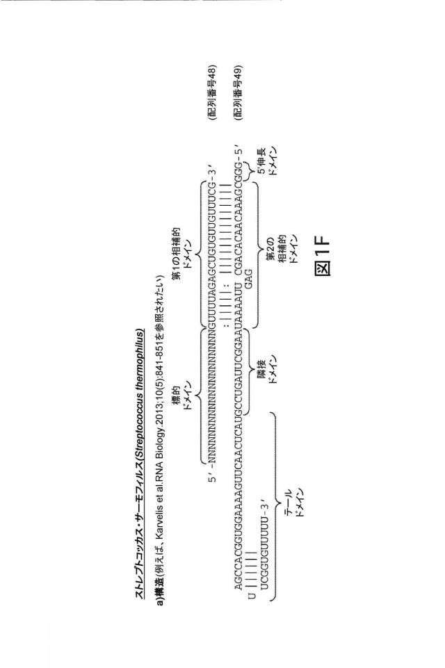 2021192615-ＣＲＩＳＰＲ関連方法および支配ｇＲＮＡのある組成物 図000169