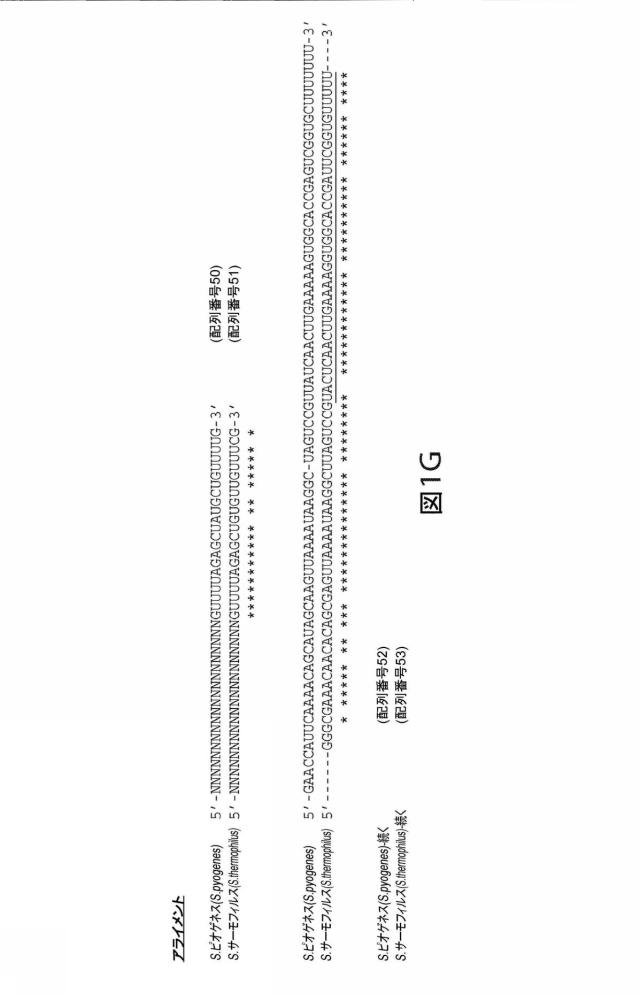 2021192615-ＣＲＩＳＰＲ関連方法および支配ｇＲＮＡのある組成物 図000170