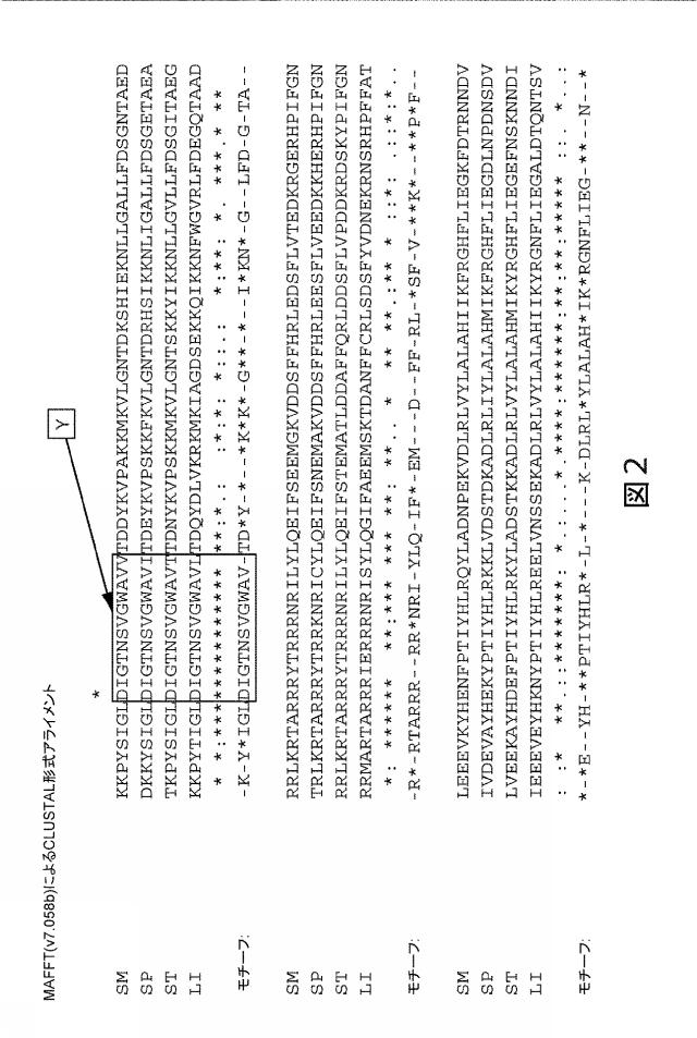 2021192615-ＣＲＩＳＰＲ関連方法および支配ｇＲＮＡのある組成物 図000171