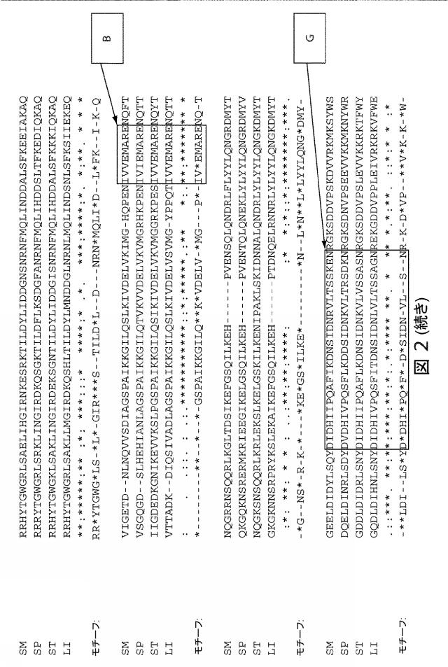 2021192615-ＣＲＩＳＰＲ関連方法および支配ｇＲＮＡのある組成物 図000174