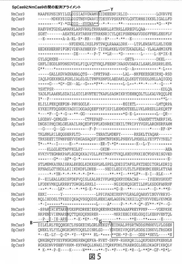 2021192615-ＣＲＩＳＰＲ関連方法および支配ｇＲＮＡのある組成物 図000187