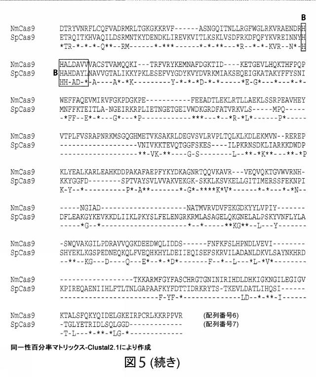 2021192615-ＣＲＩＳＰＲ関連方法および支配ｇＲＮＡのある組成物 図000188