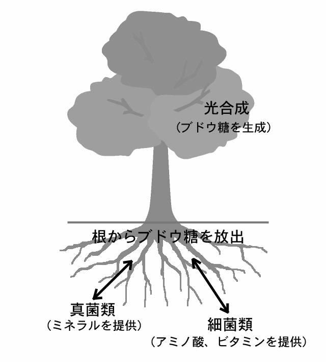 5770897-大気中の常在菌を活用し無肥料および無農薬で野菜を栽培する畑の造成方法 図000002