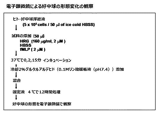 5807937-好中球活性化に起因する疾患の治療薬、治療方法及び検査方法 図000002