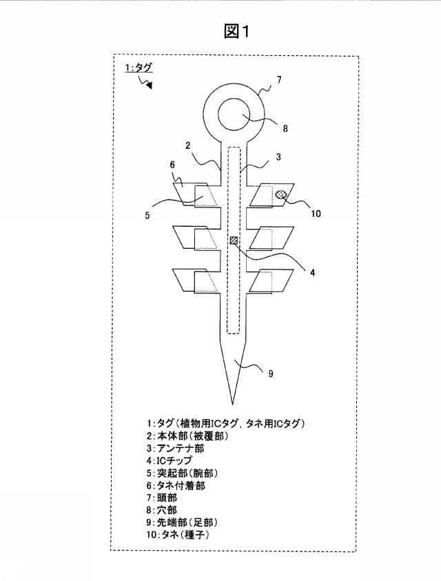 5833739-植物用ＩＣタグ、及び植物用ＩＣタグの製造方法 図000002