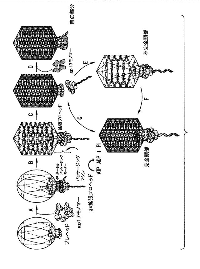 5863766-タンパク質および核酸送達媒体、その成分および機構 図000002