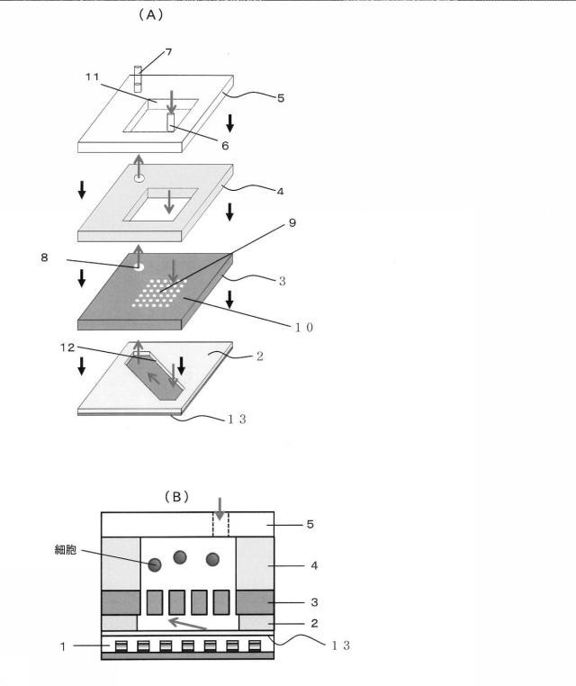 5928937-細胞解析装置及び細胞解析方法 図000002