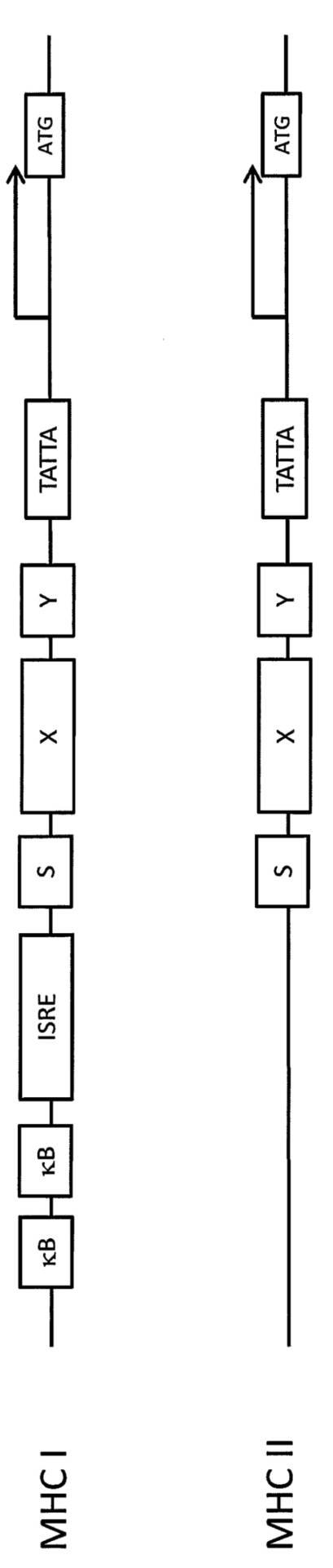 5938143-ＭＨＣクラスＩプロモーターを含有するレンチウイルスベクター 図000002