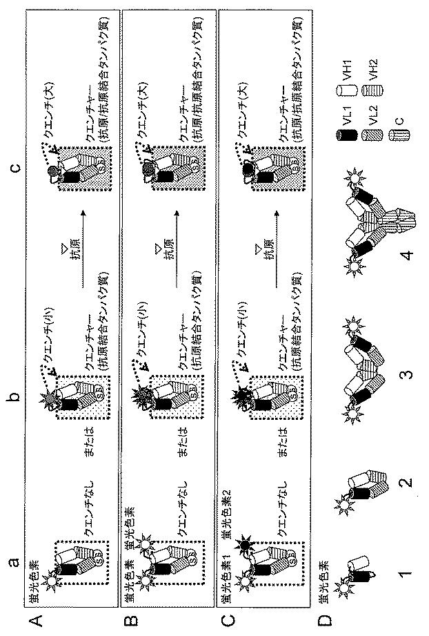 5949890-蛍光標識された抗体可変領域を含むポリペプチドを含む抗原結合タンパク質を用いた蛍光免疫測定方法 図000002