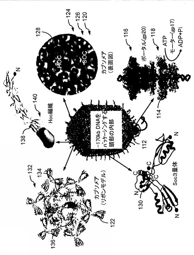 5951909-バクテリオファージＴ４ＤＮＡパッケージングマシンを用いた遺伝子およびタンパク質のインビトロおよびインビボ送達 図000002