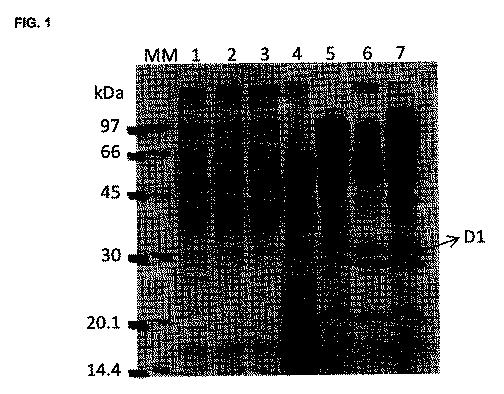 6059230-免疫調節機能を有するＬＡＣＴＯＢＡＣＩＬＬＵＳＰＬＡＮＴＡＲＵＭによって分泌されるペプチド 図000002