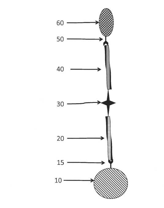 6190395-単一信号で複数被検体を検出する方法及び組成物 図000002