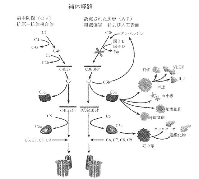 6244350-ヒト化およびキメラ抗因子Ｂｂ抗体、ならびにその使用 図000002