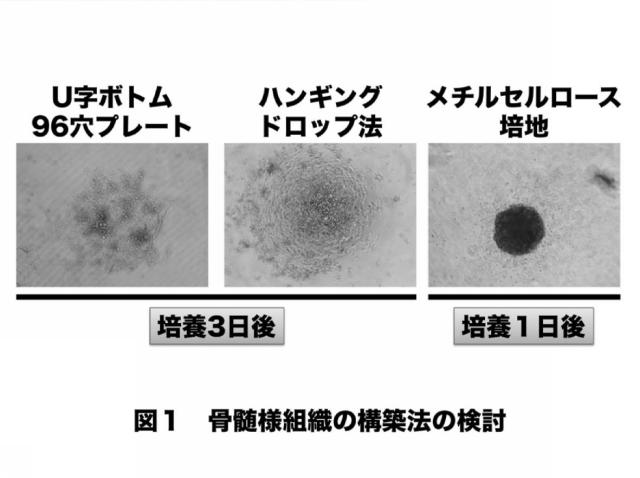 6281850-骨髄細胞凝集体の作製方法 図000002