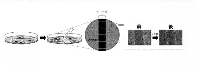 6369862-眼内血管新生抑制剤及びその用途 図000002