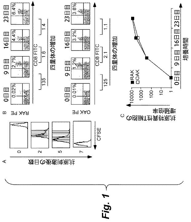 6386447-養子細胞療法のための改良された細胞培養法 図000002