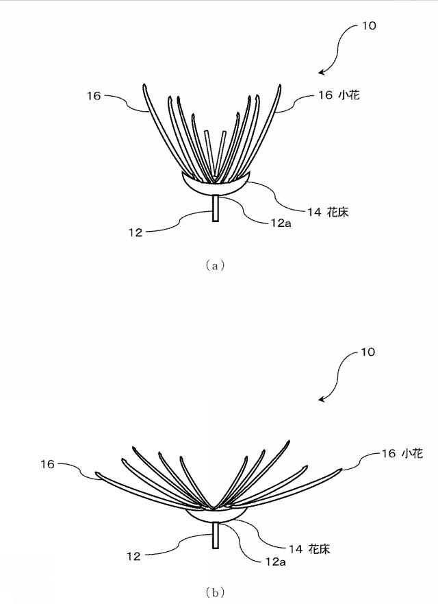 6504624-プリザーブドフラワーの開花調整方法及び開花調整されたプリザーブドフラワーの製造方法 図000002