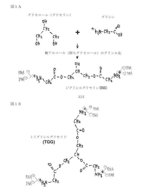 6521981-生体内及び体外で核酸類薬物を送達するための新規な糖アルコール類組成物 図000002