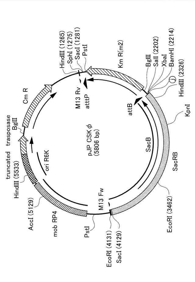 6611305-除去標的ＤＮＡの除去方法、ＤＮＡカセット、及び発現ベクター 図000002