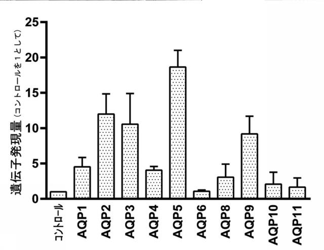 6692636-アクアポリン遺伝子発現促進剤 図000002