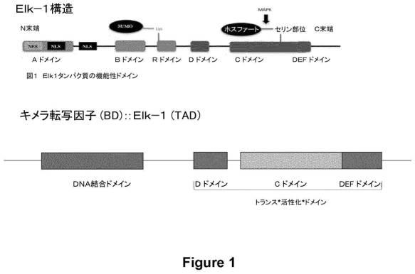 6808842-ＦＧＦ２１応答性レポーター遺伝子細胞株 図000002