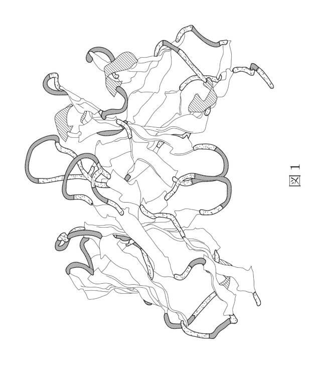 6929928-ＨＬＡ−Ｇ特異的キメラ抗原受容体、核酸、ＨＬＡ−Ｇ特異的キメラ抗原受容体発現プラスミド、ＨＬＡ−Ｇ特異的キメラ抗原受容体発現細胞及び癌治療用の医薬組成物 図000002