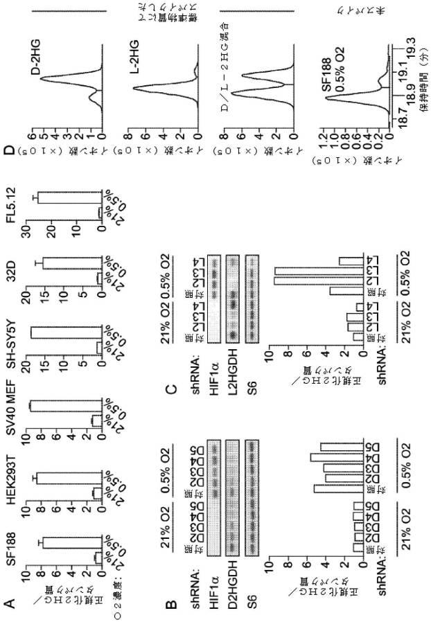 6953305-Ｌ−２−ヒドロキシグルタル酸及びストレス誘発性代謝 図000002