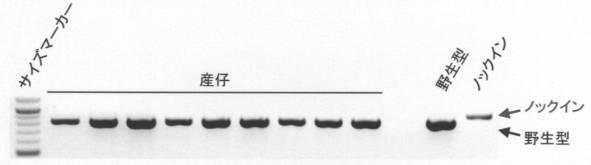 6958917-遺伝子ノックイン細胞の作製方法 図000002