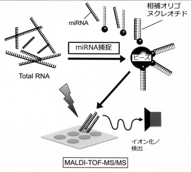 6980219-がんを検出、又はがんの進行期を判定する方法 図000002