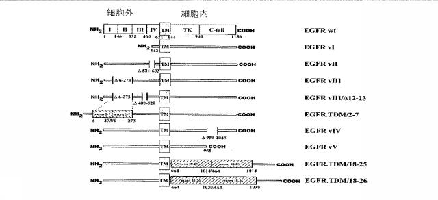 5680087-特異的結合タンパク質およびその使用 図000003