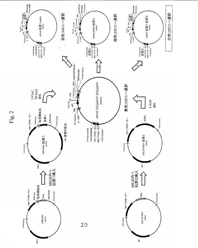 5690038-多価ウイルスベクターおよびその作製のためのシステム 図000003