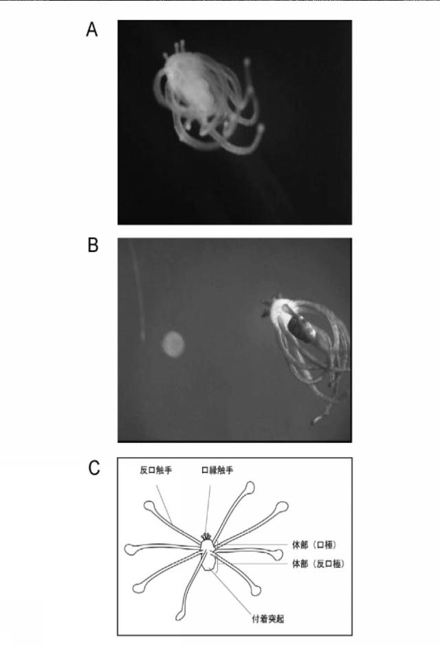 5781804-ベニクダウミヒドラアクチヌラ幼生とタマウミヒドラプラヌラ幼生に特異的なモノクローナル抗体 図000003