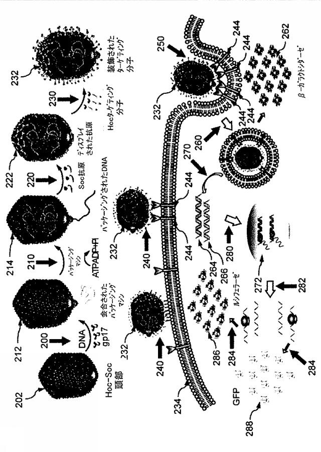 5951909-バクテリオファージＴ４ＤＮＡパッケージングマシンを用いた遺伝子およびタンパク質のインビトロおよびインビボ送達 図000003