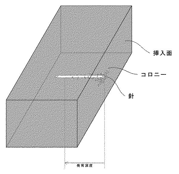 5954640-感染評価系モデル 図000003