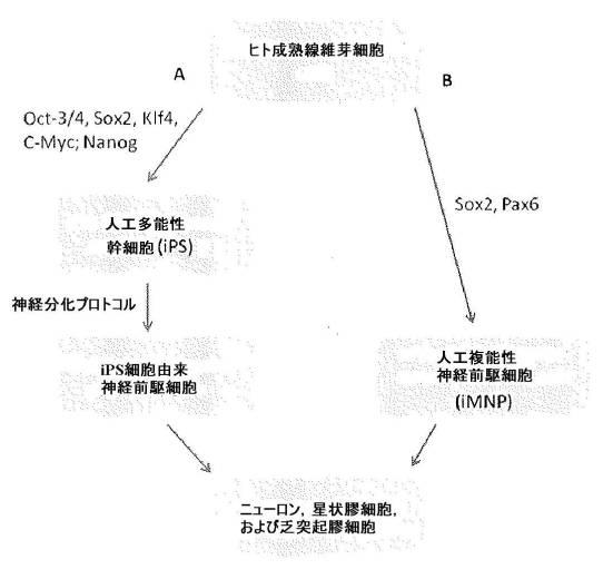 6002581-細胞プログラミング 図000003