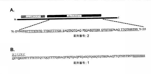 6059230-免疫調節機能を有するＬＡＣＴＯＢＡＣＩＬＬＵＳＰＬＡＮＴＡＲＵＭによって分泌されるペプチド 図000003