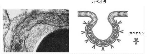 6281111-もやもや病診断用バイオマーカー 図000003