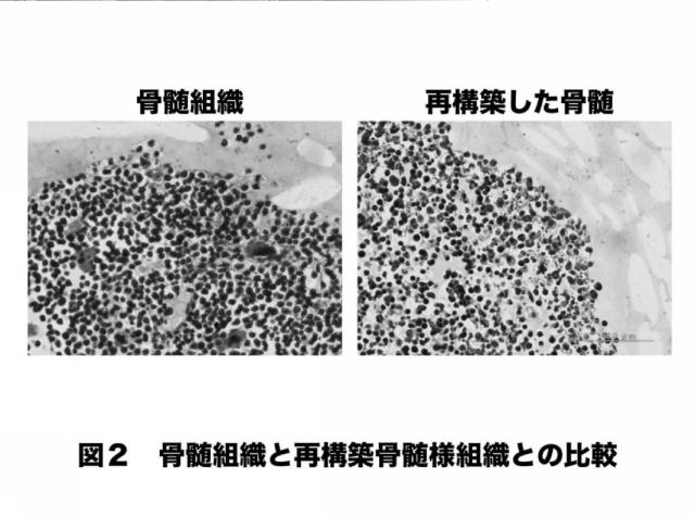 6281850-骨髄細胞凝集体の作製方法 図000003