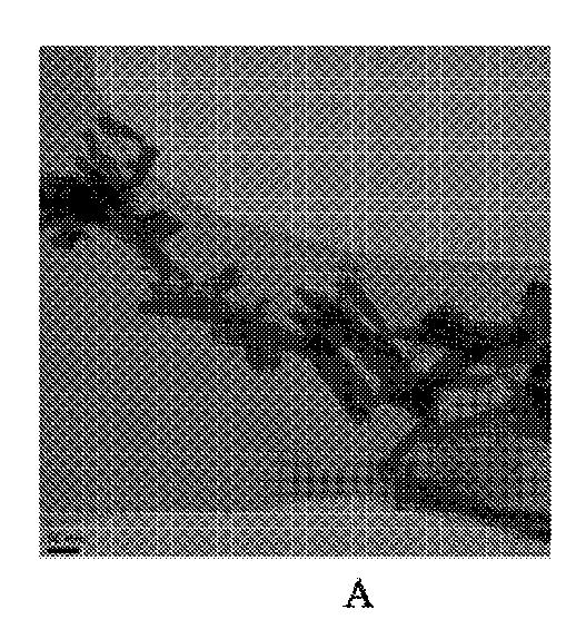 6371764-セレン化１３族ナノ粒子 図000003